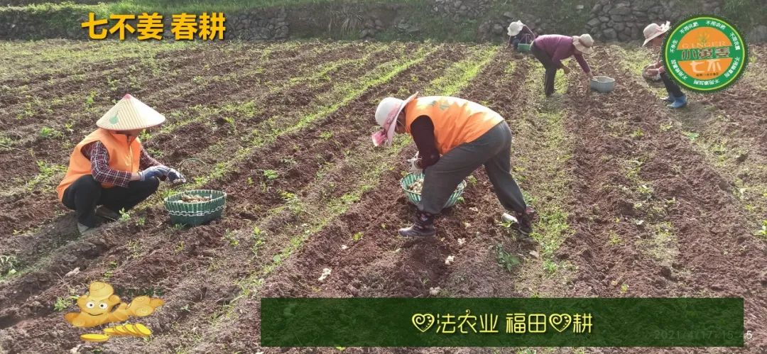 庆心法农业七不姜2021春耕开播 春耕图展 庆心法农业七不姜2021春耕开播 春耕图展