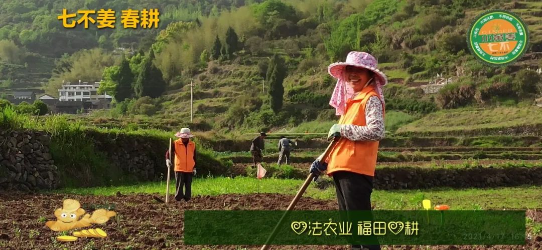 庆心法农业七不姜2021春耕开播 春耕图展 庆心法农业七不姜2021春耕开播 春耕图展