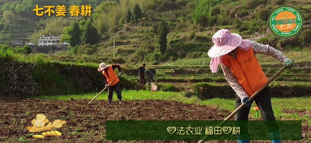 庆心法农业七不姜2021春耕开播 春耕图展 庆心法农业七不姜2021春耕开播 春耕图展
