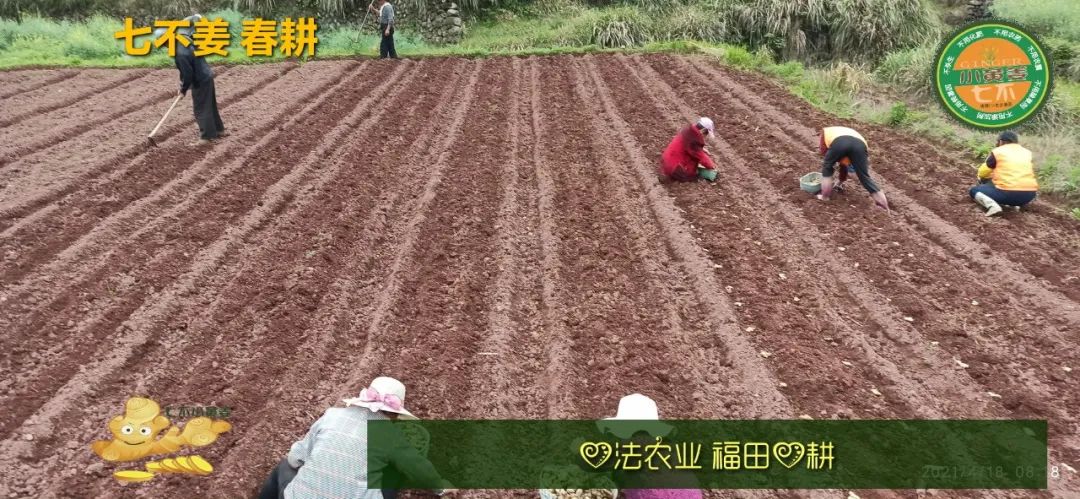 庆心法农业七不姜2021春耕开播 春耕图展 庆心法农业七不姜2021春耕开播 春耕图展