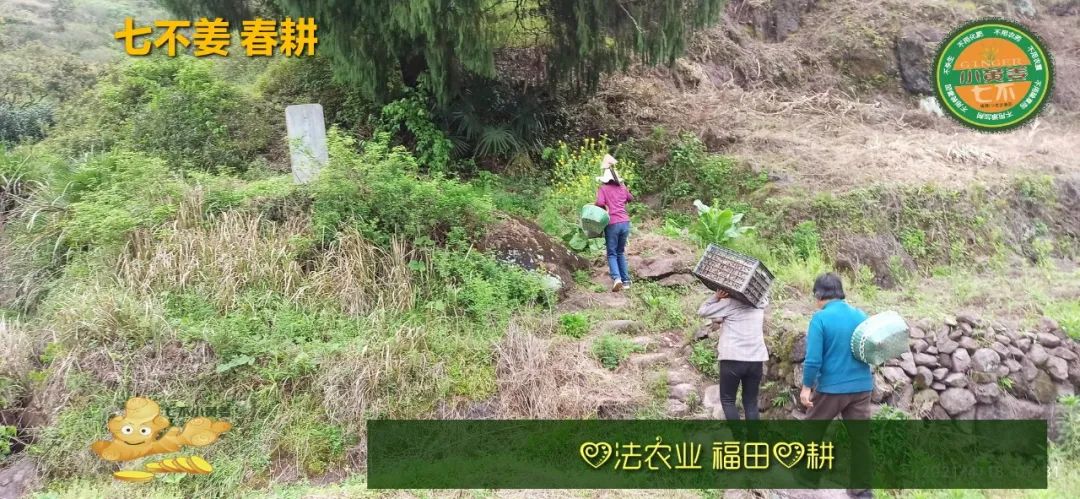 庆心法农业七不姜2021春耕开播 春耕图展 庆心法农业七不姜2021春耕开播 春耕图展