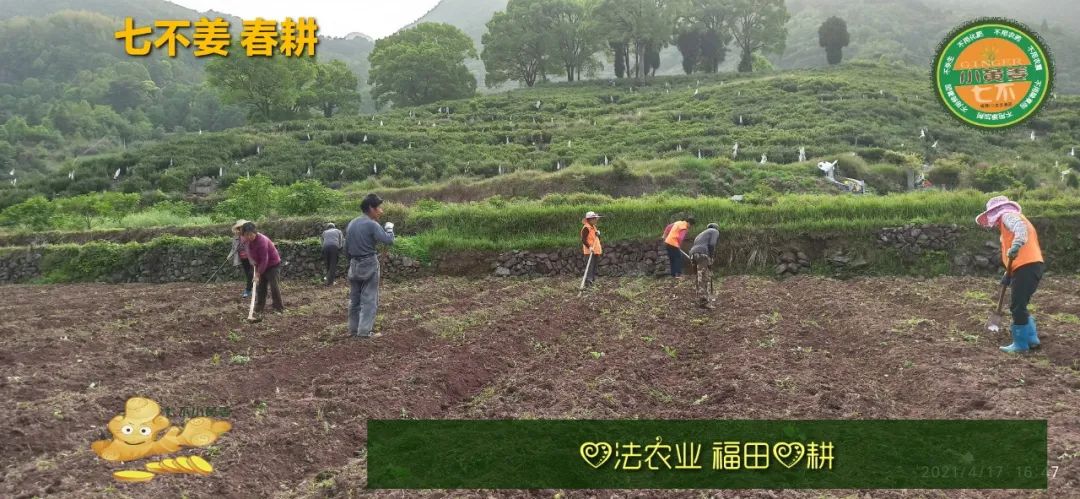庆心法农业七不姜2021春耕开播 春耕图展 庆心法农业七不姜2021春耕开播 春耕图展