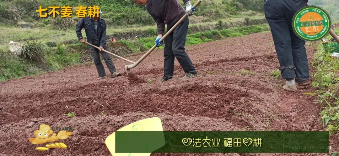 庆心法农业七不姜2021春耕开播 春耕图展 庆心法农业七不姜2021春耕开播 春耕图展