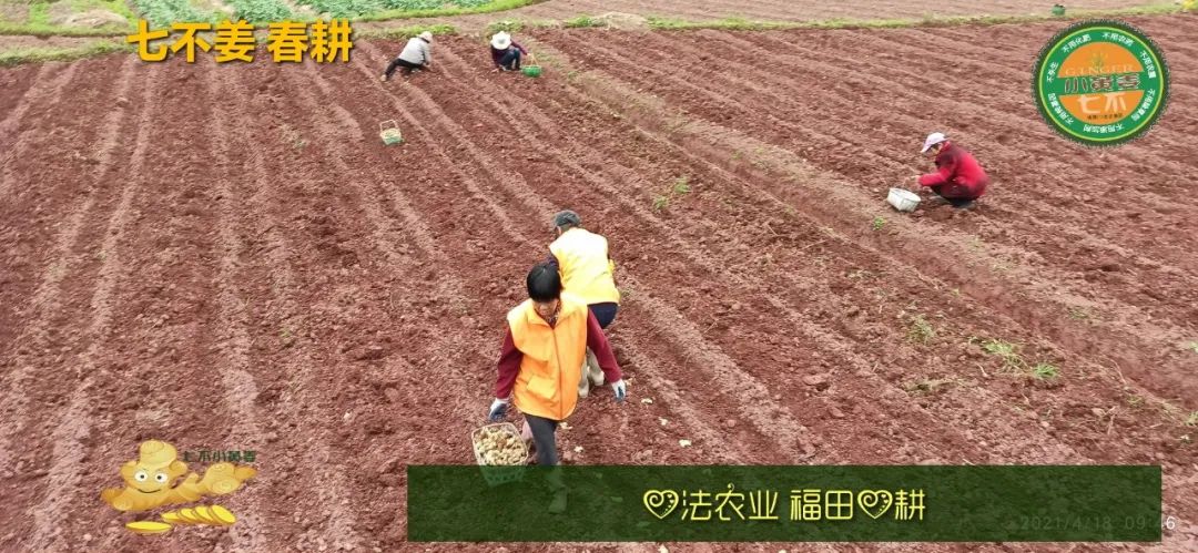 庆心法农业七不姜2021春耕开播 春耕图展 庆心法农业七不姜2021春耕开播 春耕图展