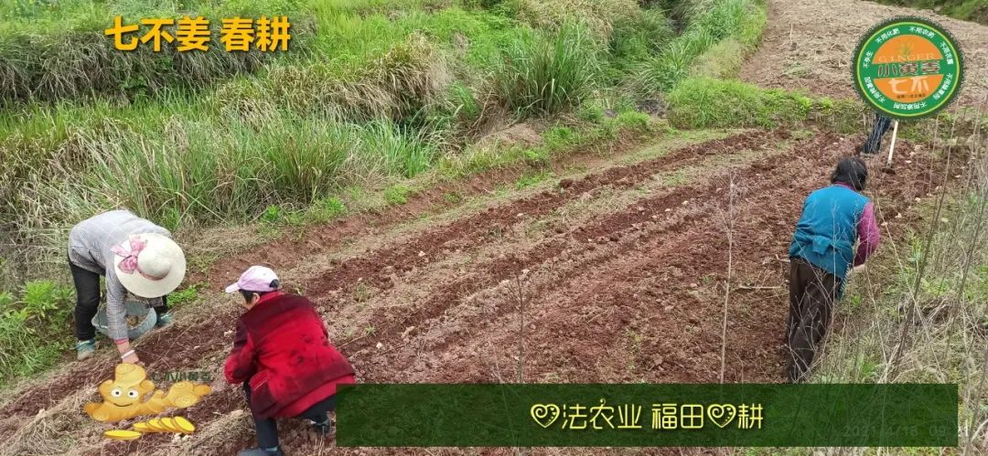 庆心法农业七不姜2021春耕开播 春耕图展 庆心法农业七不姜2021春耕开播 春耕图展
