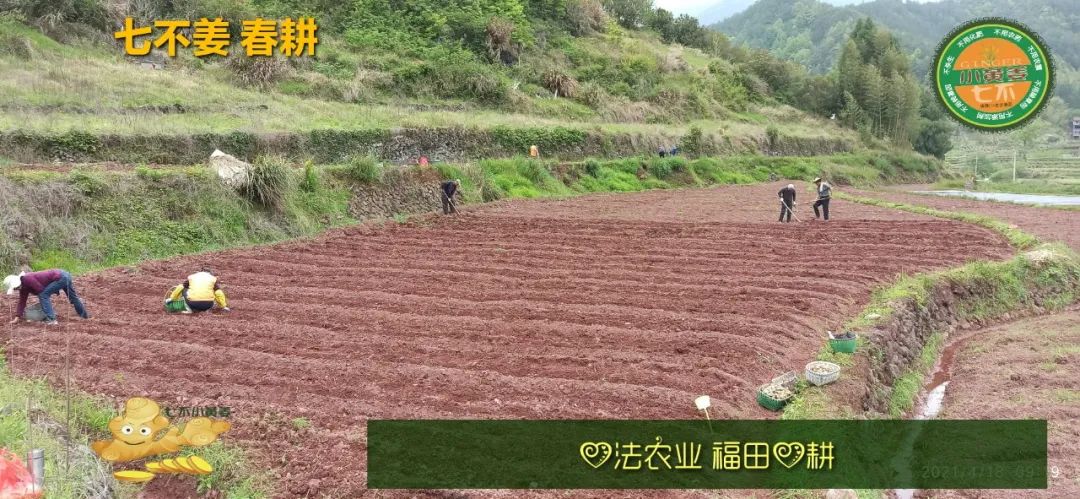 庆心法农业七不姜2021春耕开播 春耕图展 庆心法农业七不姜2021春耕开播 春耕图展