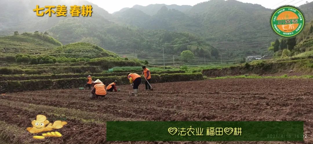 庆心法农业七不姜2021春耕开播 春耕图展 庆心法农业七不姜2021春耕开播 春耕图展