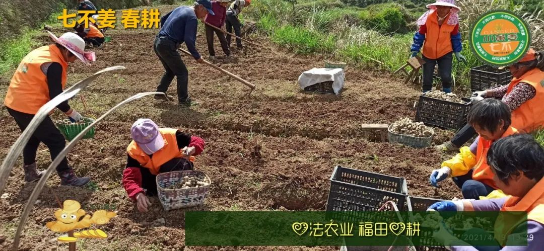 庆心法农业七不姜2021春耕开播 春耕图展 庆心法农业七不姜2021春耕开播 春耕图展