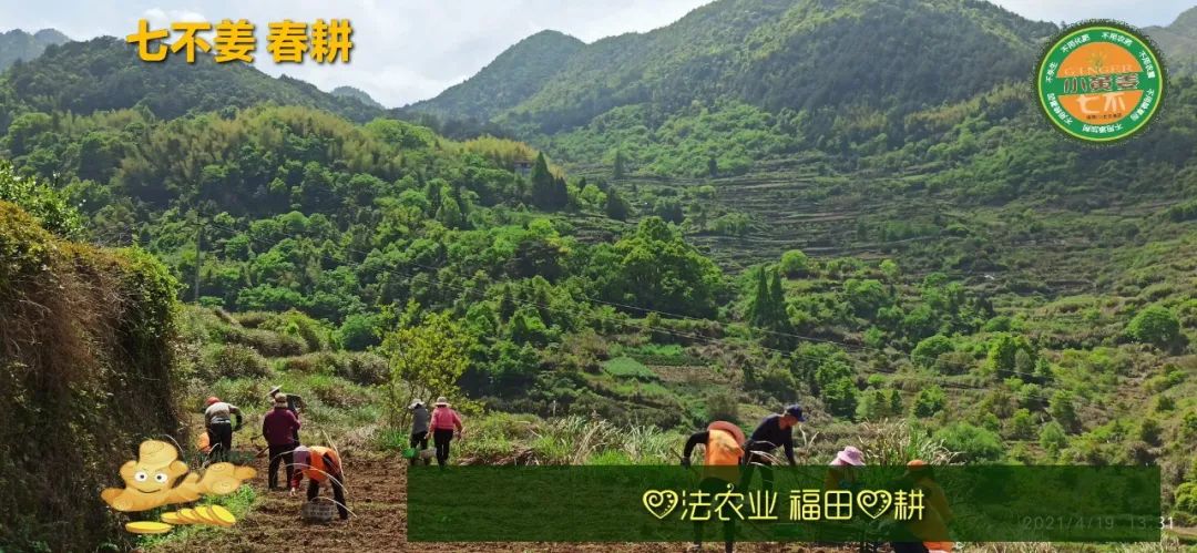 庆心法农业七不姜2021春耕开播 春耕图展 庆心法农业七不姜2021春耕开播 春耕图展