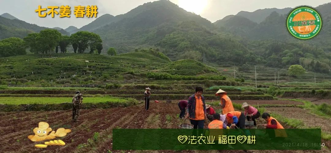 庆心法农业七不姜2021春耕开播 春耕图展 庆心法农业七不姜2021春耕开播 春耕图展