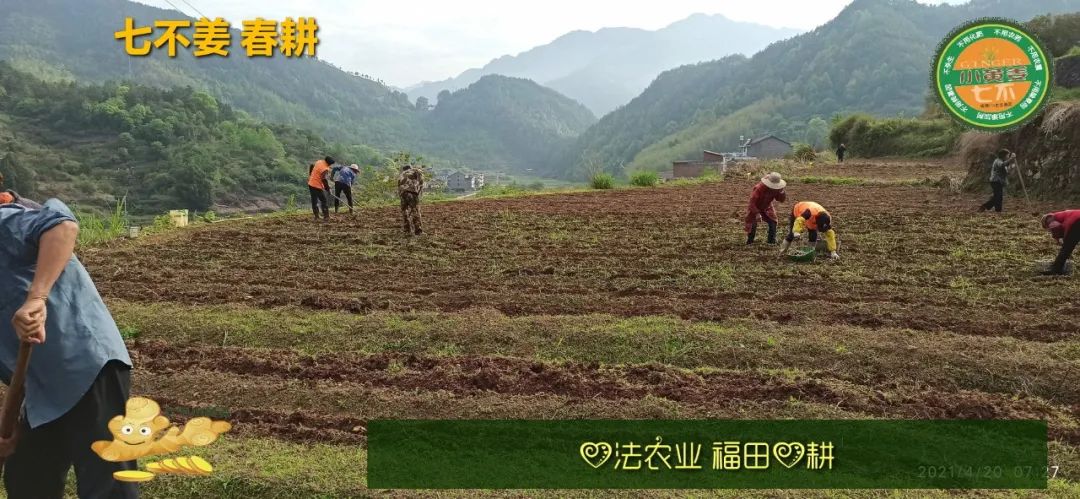 庆心法农业七不姜2021春耕开播 春耕图展 庆心法农业七不姜2021春耕开播 春耕图展