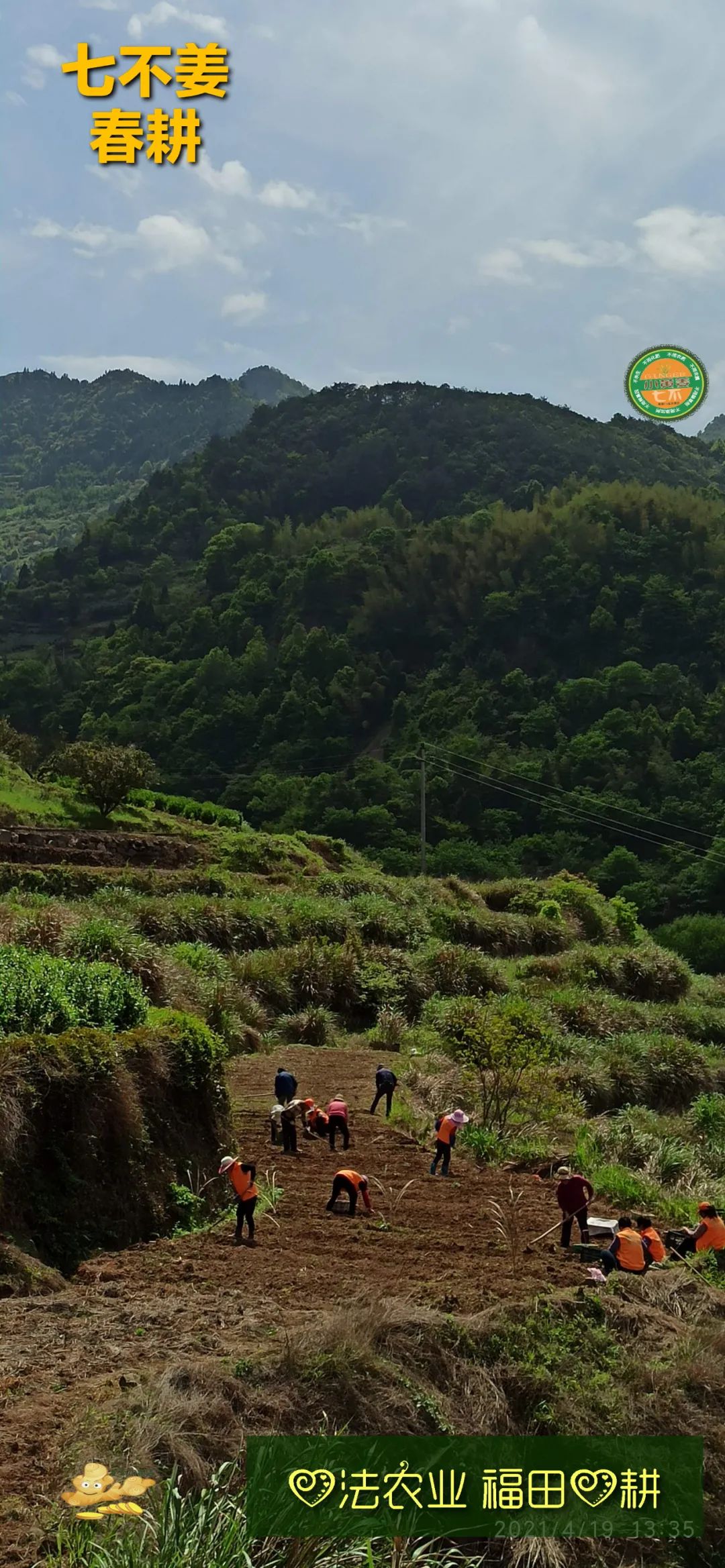 庆心法农业七不姜2021春耕开播 春耕图展 庆心法农业七不姜2021春耕开播 春耕图展