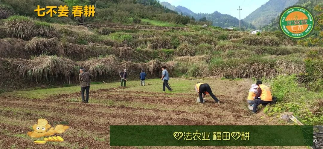 庆心法农业七不姜2021春耕开播 春耕图展 庆心法农业七不姜2021春耕开播 春耕图展