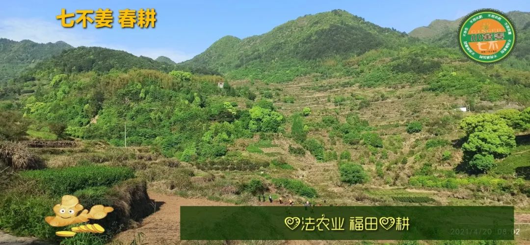 庆心法农业七不姜2021春耕开播 春耕图展 庆心法农业七不姜2021春耕开播 春耕图展