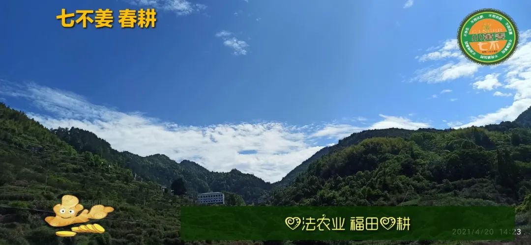 庆心法农业七不姜2021春耕开播 春耕图展 庆心法农业七不姜2021春耕开播 春耕图展