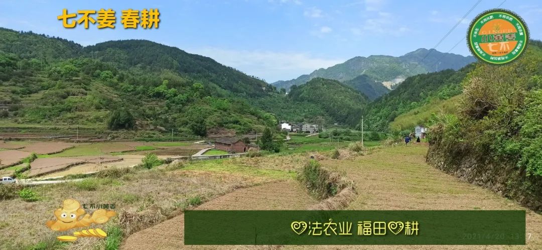 庆心法农业七不姜2021春耕开播 春耕图展 庆心法农业七不姜2021春耕开播 春耕图展