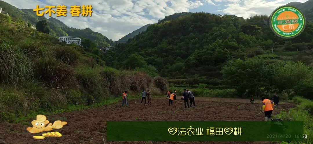 庆心法农业七不姜2021春耕开播 春耕图展 庆心法农业七不姜2021春耕开播 春耕图展