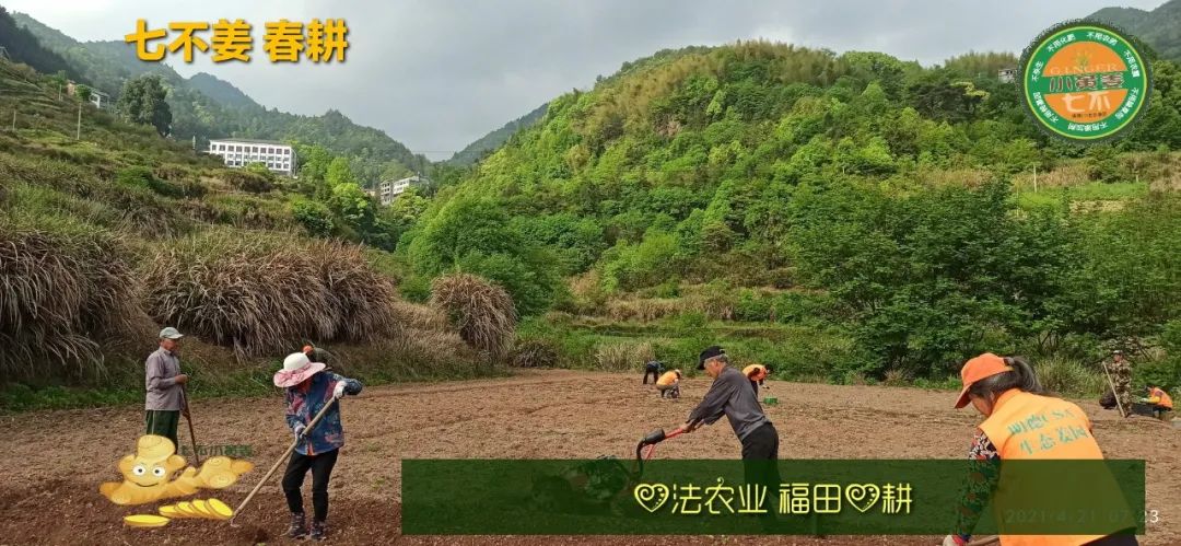 庆心法农业七不姜2021春耕开播 春耕图展 庆心法农业七不姜2021春耕开播 春耕图展