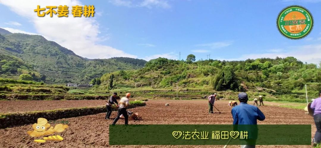 庆心法农业七不姜2021春耕开播 春耕图展 庆心法农业七不姜2021春耕开播 春耕图展