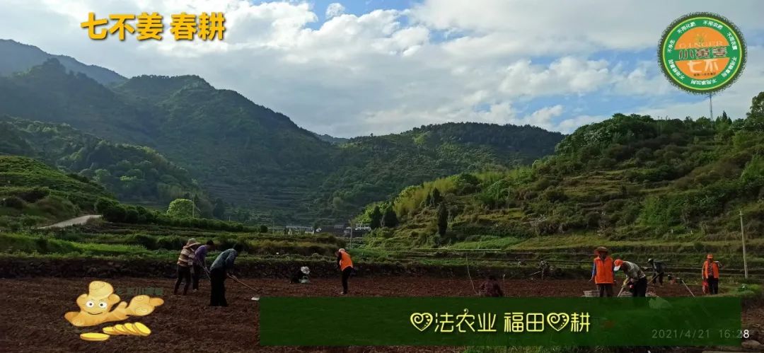 庆心法农业七不姜2021春耕开播 春耕图展 庆心法农业七不姜2021春耕开播 春耕图展
