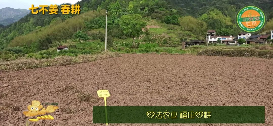 庆心法农业七不姜2021春耕开播 春耕图展 庆心法农业七不姜2021春耕开播 春耕图展