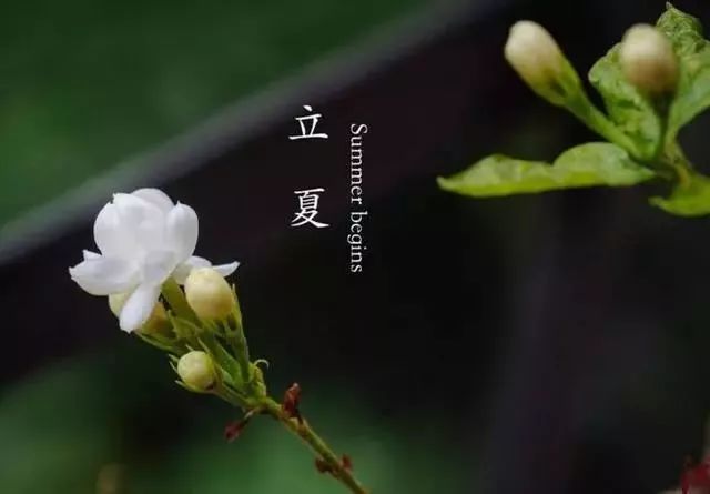 立夏 | 喝姜汤姜茶的最佳时期到了！