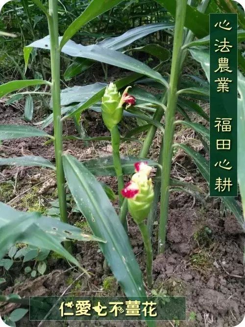 立夏 | 喝姜汤姜茶的最佳时期到了！