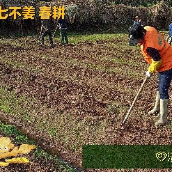 姜/薑：果珍李柰 菜重芥薑。许慎《说文》，《齐民要术》“种姜”-七不姜 生姜养生网-明德CSA生态姜园&明安农业