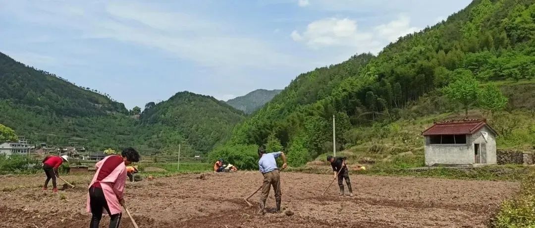 姜/薑:果珍李柰 菜重芥薑。许慎《说文》,《齐民要术》“种姜” 姜/薑:果珍李柰 菜重芥薑。许慎《说文》,《齐民要术》“种姜”