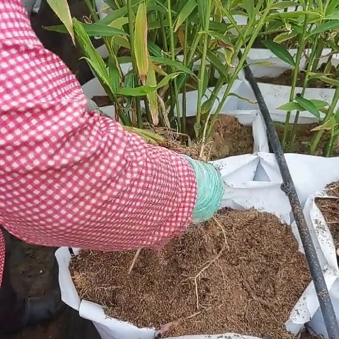 姜/薑:果珍李柰 菜重芥薑。许慎《说文》,《齐民要术》“种姜” 姜/薑:果珍李柰 菜重芥薑。许慎《说文》,《齐民要术》“种姜”