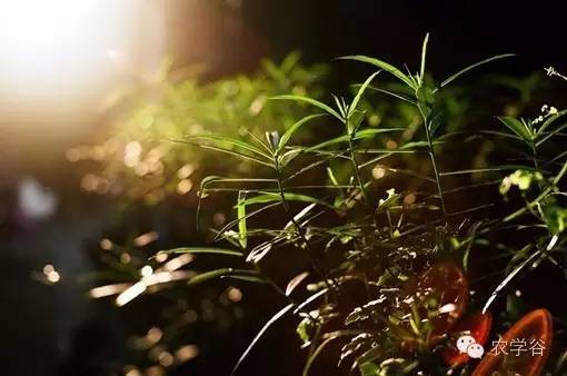 姜/薑:果珍李柰 菜重芥薑。许慎《说文》,《齐民要术》“种姜” 姜/薑:果珍李柰 菜重芥薑。许慎《说文》,《齐民要术》“种姜”