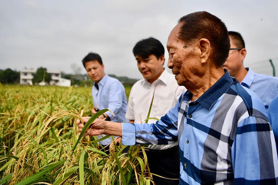 逝者｜袁隆平：希望农民从土地上彻底解脱出来