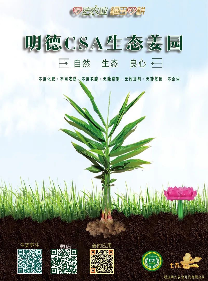 张医师示范姜粉泥按推 2019(硬结、肿块、肿瘤处理方法-) 张医师示范姜粉泥按推 2019(硬结、肿块、肿瘤处理方法-)