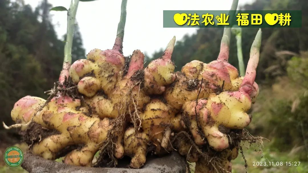 2023年12月 优惠“卷”送给您收下。 庆祝七不姜秋收圆满! 浙江仙居 七不小黄姜 干姜片 姜粉新上市!꒰^ↀωↀ^꒱ 2023年12月 优惠“卷”送给您收下。 庆祝七不姜秋收圆满! 浙江仙居 七不小黄姜 干姜片 姜粉新上市!꒰^ↀωↀ^꒱