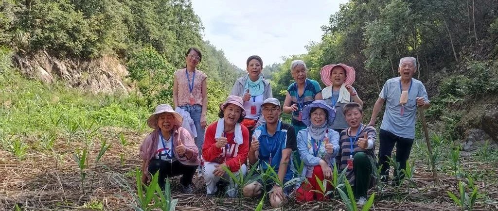 浙江仙居 七不姜 鲜姜 姜片 姜粉秋收 五折预售特惠 2023.8-七不姜 生姜养生网-明德CSA生态姜园&明安农业