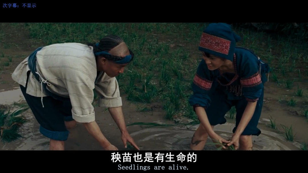 七不红米水稻9月11日上市现货销售-新米限时特惠 家庭大米专场:红米/糯米/ 黑米/泰两优217/中浙优H7 品种多质量优 七不红米水稻9月11日上市现货销售-新米限时特惠 家庭大米专场:红米/糯米/ 黑米/泰两优217/中浙优H7 品种多质量优