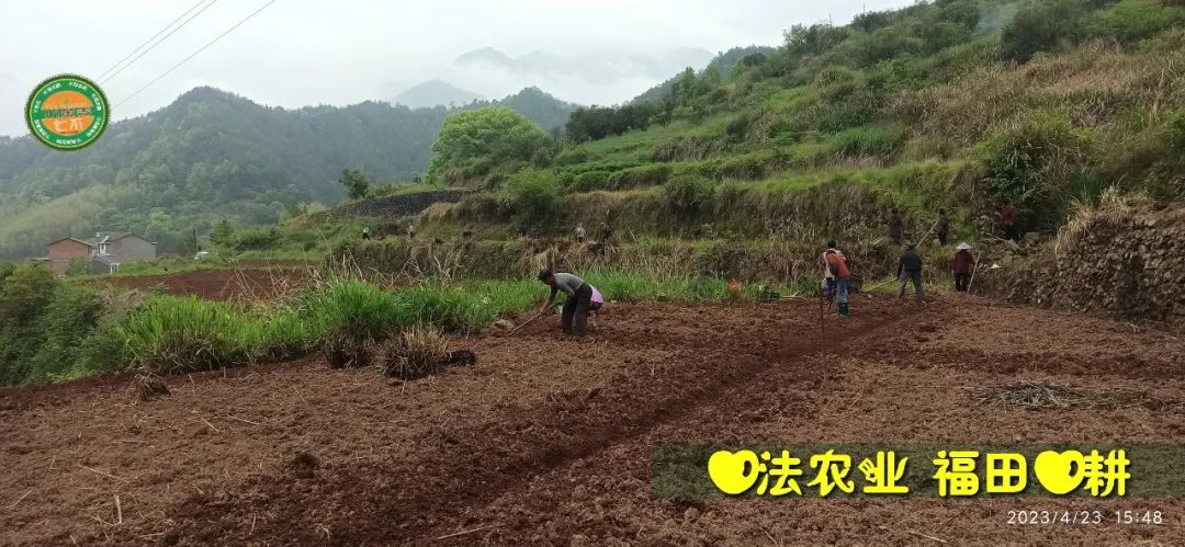 2023年4月-5月 七不姜春播图!家庭厨房生姜如何去皮切片 七不姜5月促销优惠劵 2023年4月-5月 七不姜春播图!家庭厨房生姜如何去皮切片 七不姜5月促销优惠劵