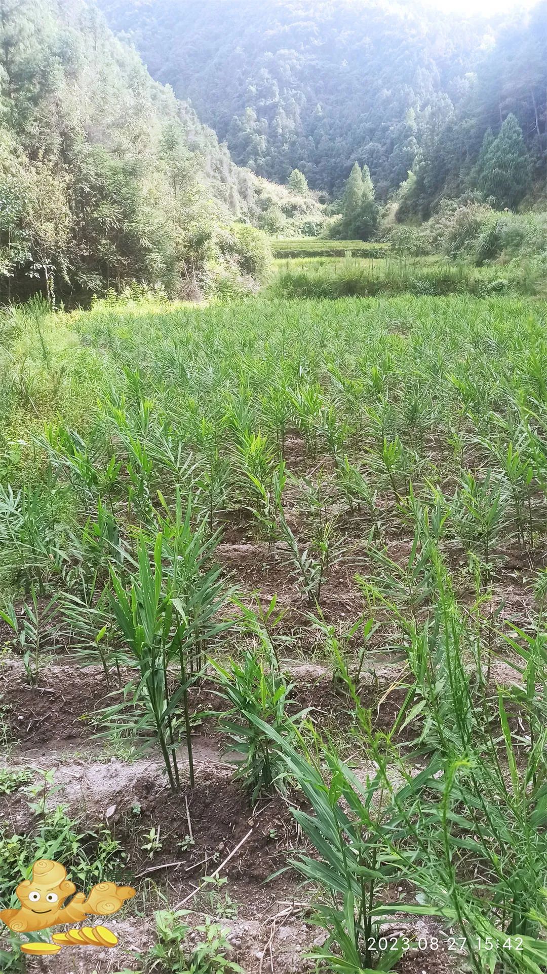 周末特惠限时 姜膏 姜油 姜茶油 及介绍 2023年9月