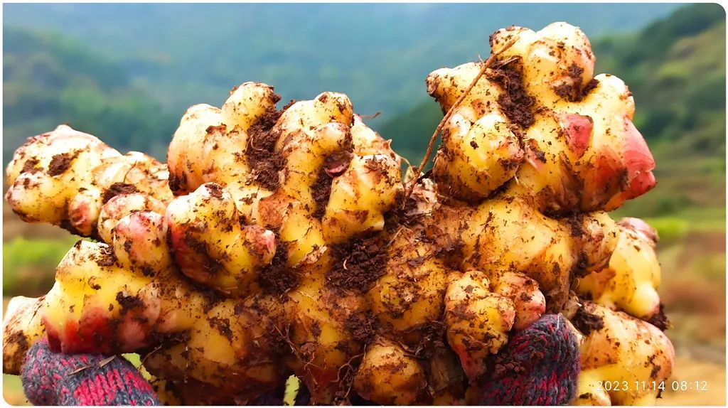 2024年1月新年快乐!元旦快乐!优惠“卷”送给您收下。 2024年1月新年快乐!元旦快乐!优惠“卷”送给您收下。