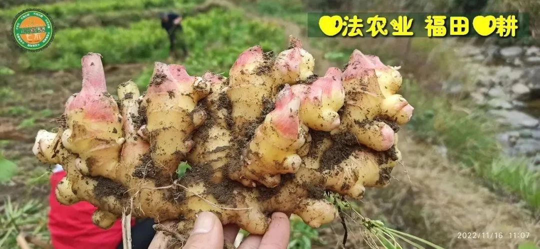 首发:世界各国吃姜名菜谱-印度、巴基斯坦、英国、土耳其、日本、越南,还有乌克兰人是如何吃姜的?姜使用量最多的国家是哪个国家? 首发:世界各国吃姜名菜谱-印度、巴基斯坦、英国、土耳其、日本、越南,还有乌克兰人是如何吃姜的?姜使用量最多的国家是哪个国家?