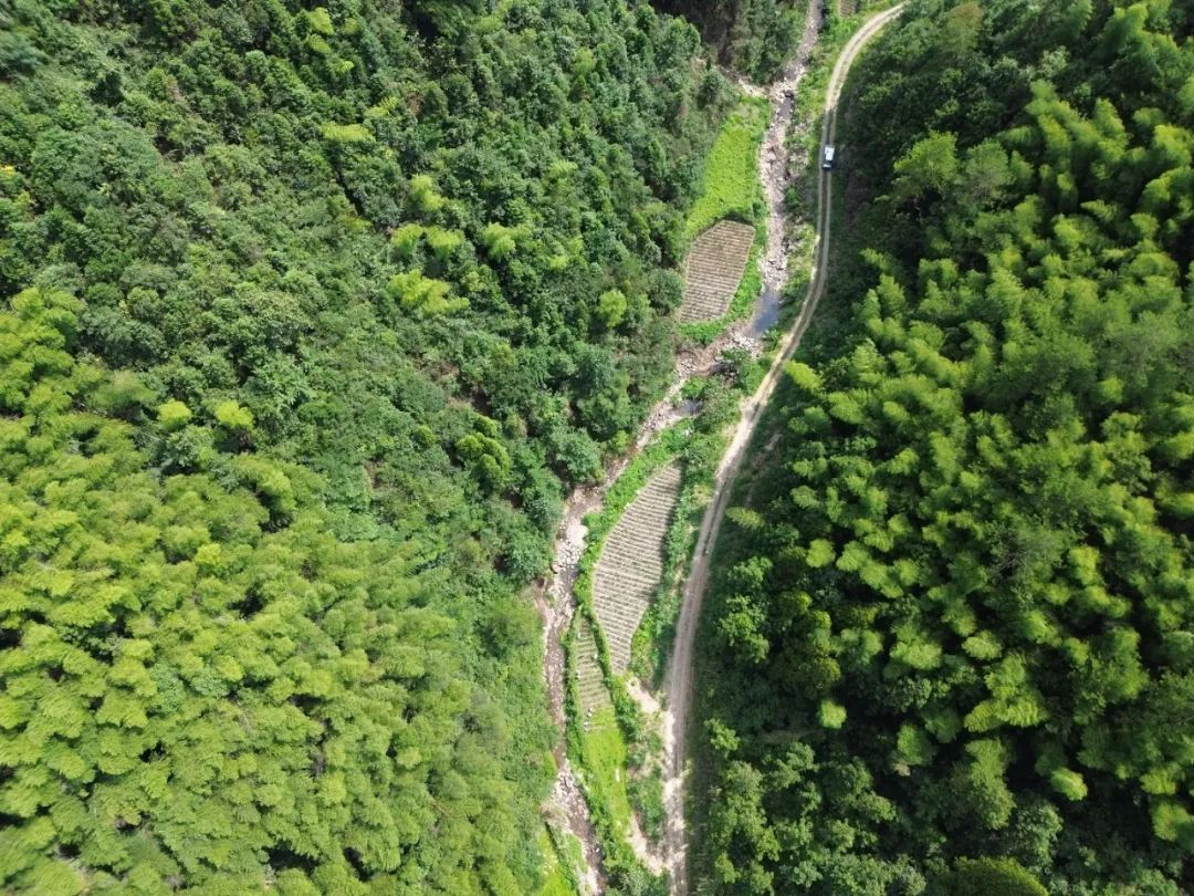 浙江仙居 七不姜 鲜姜 姜片 姜粉秋收 五折预售特惠 2023.8 浙江仙居 七不姜 鲜姜 姜片 姜粉秋收 五折预售特惠 2023.8