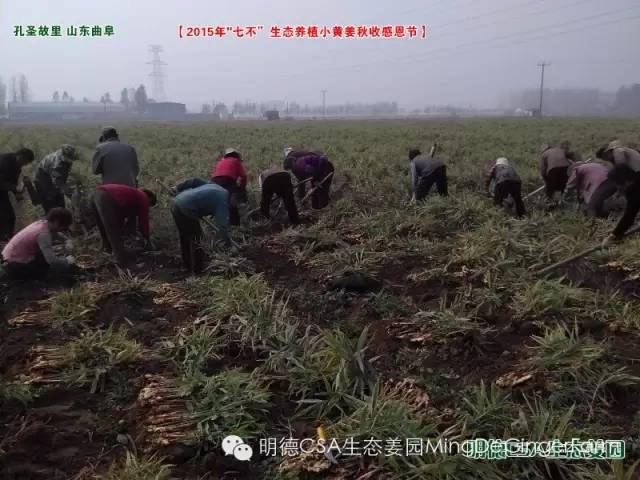 【2015年七不”生态养植小黄姜秋收感恩节】之一 山东曲阜庆典篇 2015.10.24