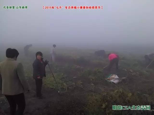 【2015年七不”生态养植小黄姜秋收感恩节】之一 山东曲阜庆典篇 2015.10.24