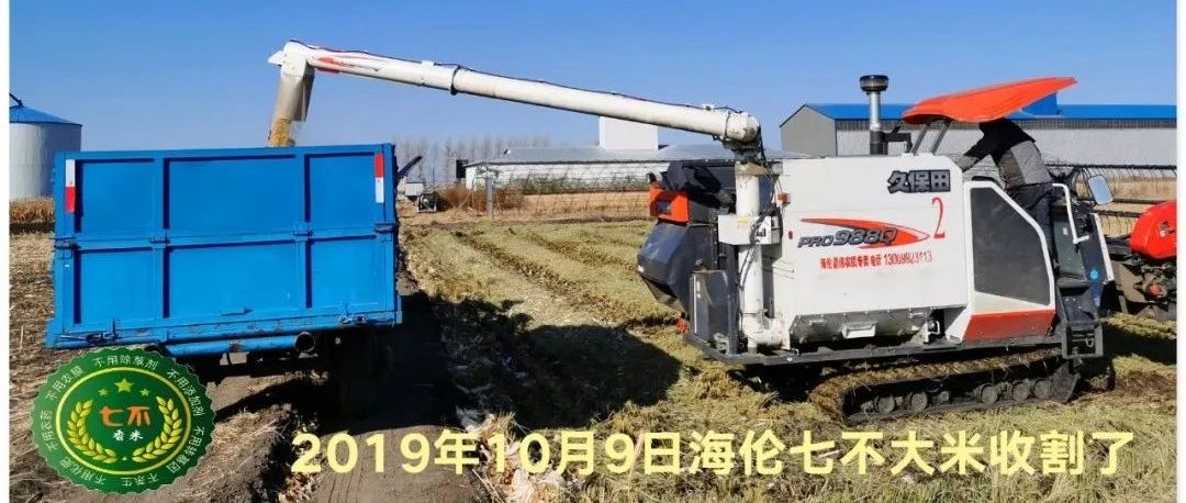 【海伦七不水稻秋收报恩健康行】海伦寒地黑土七不香稻秋收采风 2020.10.24-七不姜 生姜养生网-明德CSA生态姜园&明安农业