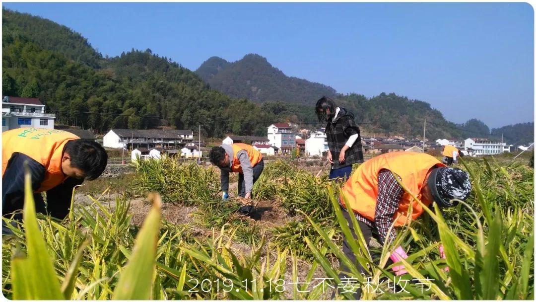 秋收节感恩什么？（浙江仙居七不姜 欢喜农耕 心悦自然 ）