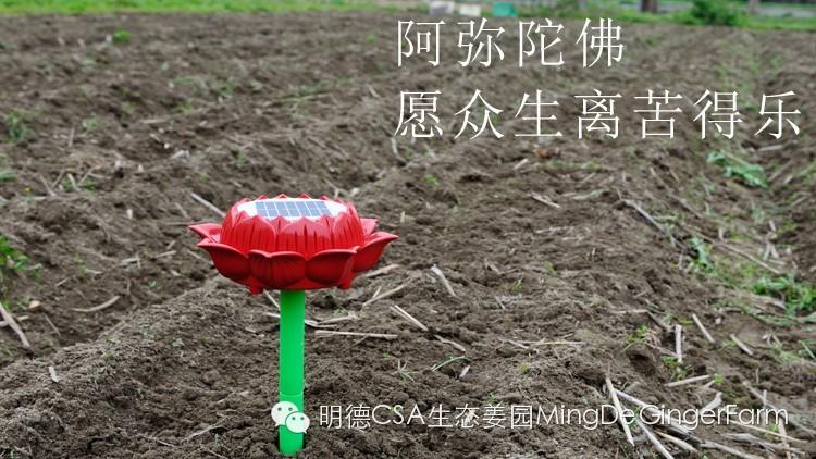 明德生态姜园理念及庄严承诺-七不姜 生姜养生网-明德CSA生态姜园&明安农业