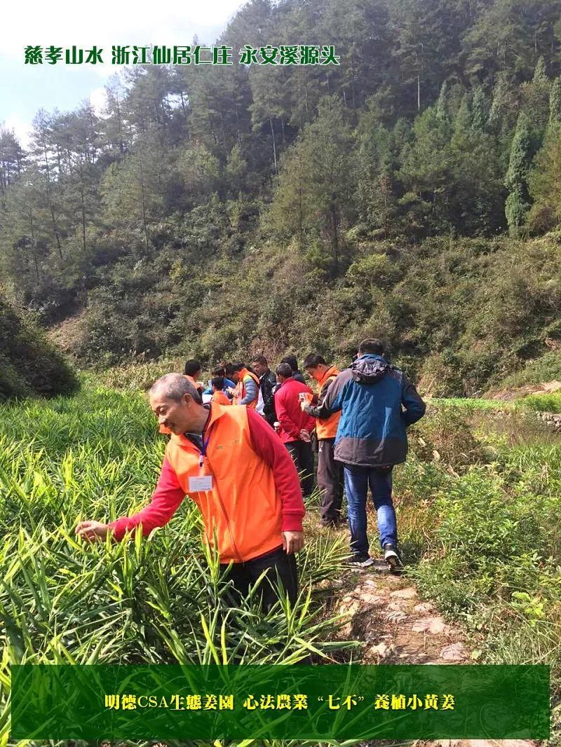 团购包年包邮 特惠特级‘七不’小黄姜干姜片半斤 12包。每月1包 包年包邮 特惠特级‘七不’小黄姜干姜片半斤 12包。每月1包