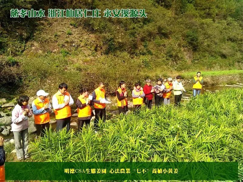 团购包年包邮 特惠特级‘七不’小黄姜干姜片半斤 12包。每月1包 包年包邮 特惠特级‘七不’小黄姜干姜片半斤 12包。每月1包