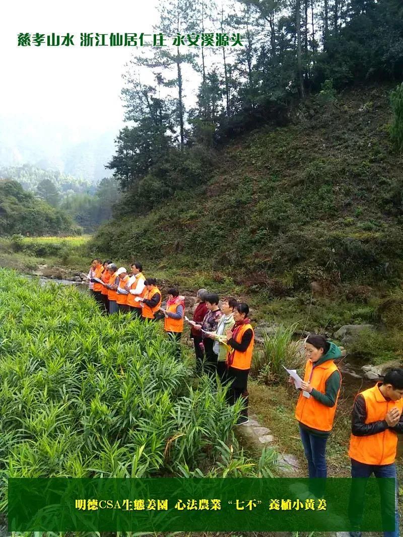 团购包年包邮 特惠特级‘七不’小黄姜干姜片半斤 12包。每月1包 包年包邮 特惠特级‘七不’小黄姜干姜片半斤 12包。每月1包