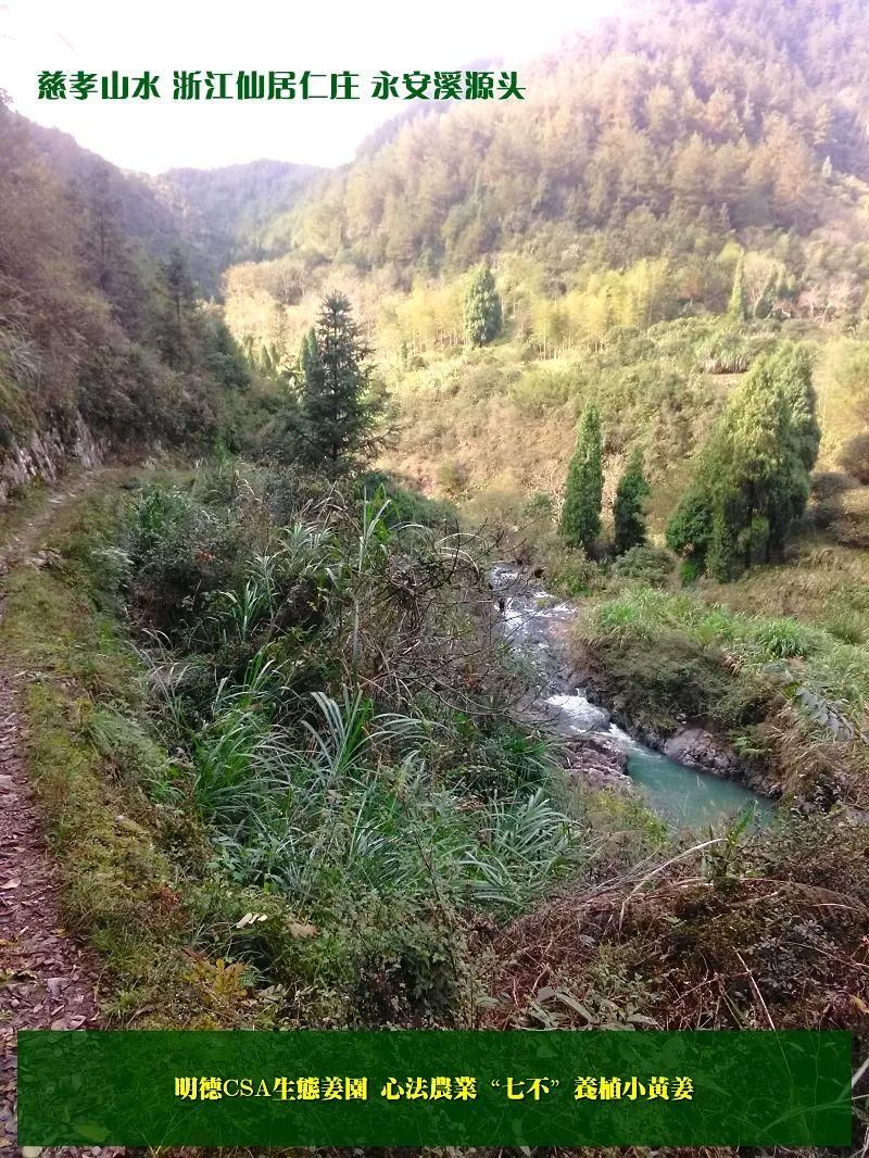 团购包年包邮 特惠特级‘七不’小黄姜干姜片半斤 12包。每月1包 包年包邮 特惠特级‘七不’小黄姜干姜片半斤 12包。每月1包